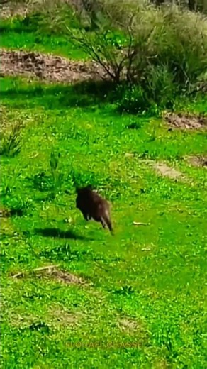 Full Speed Wild Boar Running in Open Field! 🐗💨#wildboar #wildlife