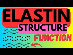 Elastin - Structure, Function + Biosynthesis