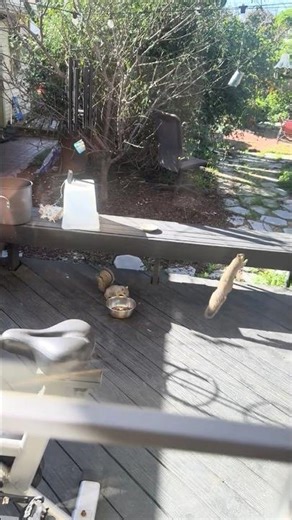 Squirrel Party 🦋 Today’s Random Vid #squirrel #party