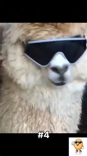POV: You discovered Alpaca Core 🦙😭 #shorts #funny #animals #viral #animalcomedy