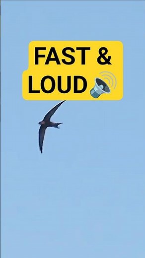 High‑Speed Swifts | Nature’s Loudest Flyers! #shorts
