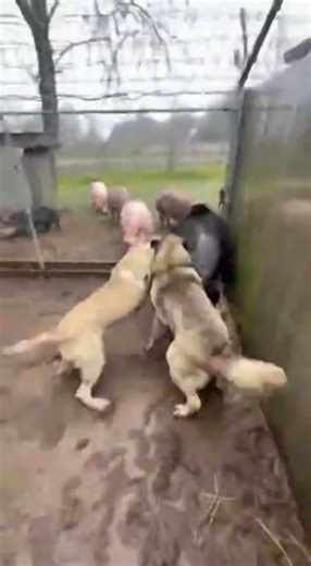 Monkey Ran Out of the House and Attacked a Man — Alabai Dog and Pigs Saved the Owner! Real Footage