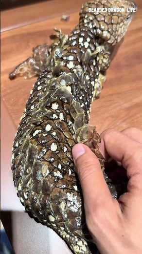 Pinecone Lizard Shedding ASMR 🦎#shedding #pinecone #lizard #asmr