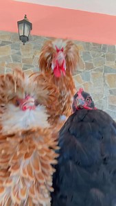 2.8K views · 227 reactions | Saokoo papi saokooo #dance #music #chicken | Ilgallinaiospecial | Facebook