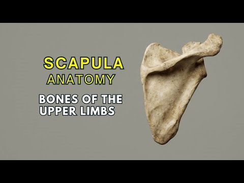 Scapula Bone Anatomy - Bones Of The Upper Limbs