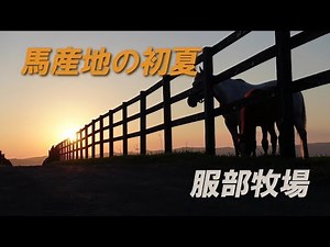 馬産地の初夏～服部牧場
