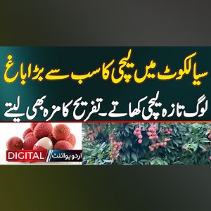 331K views · 13K reactions | Lychee Farming In Pakistan - Largest Lychee Garden In Sialkot: Fresh Fruit & Fun In The Orchard #Lychee #LycheeFarming #LycheeOrchard #LycheeDelight #FruitLovers #Sialkot | UrduPoint Videos | Facebook
