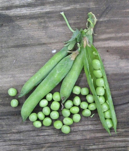 BOGO Organic Green Arrow Shelling Peas |fresh |flavorful Sweet Heirloom Shelling Peas| English Peas - Etsy