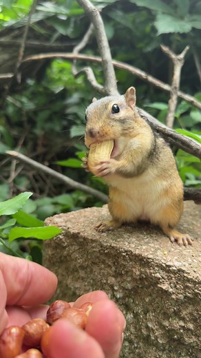 Six years ago my Mooshy came into my life, she is now my oldest chipmunk of my 50 chipmunks and my heart, fill the cheeks please #fyp #cute #cuteanimals #chipmunks #mooshy