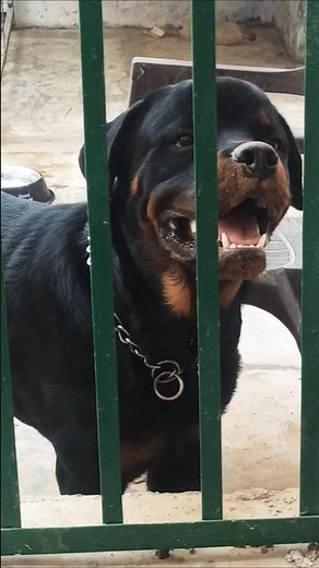 Rottweiler Police Dogs: Heroes of the K9 Unit 🌟🚓