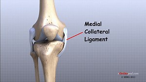 Knee joint ligaments on Make a GIF