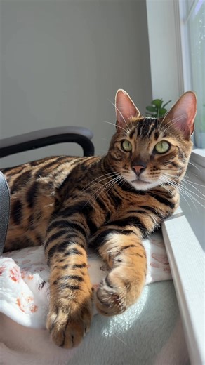 Happy Sunday with Bengal Cats