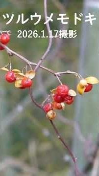 Celastrus nigra #nature #plants #winterberries