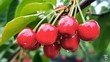 Fruit Tree Care - Gardening Australia