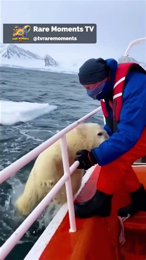 Brave Crew Rescues Polar Bear from Sharks