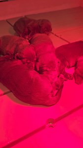 1 week old Chocolate Labrador Retriever pups! | SportingDog Adventures