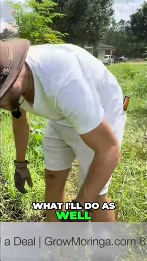 Moringa Planting Secrets Maximize Your Yields Like a Pro