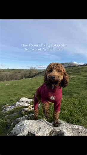 Anything for the gram x #dogsofinstagram #puppylove #dogtok #doglover #cockapoo