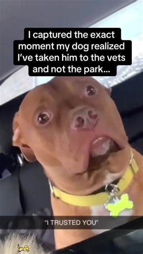 Veterinary clinic =source of fear 😨 😂#dog #funnydog #funnyvideos #dogsoftiktok #fyp