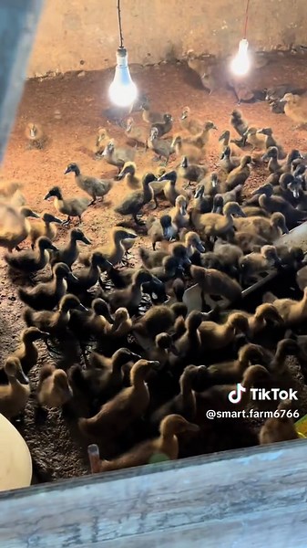 200 Anak Itik Khaki Campbell Berumur 2 Minggu