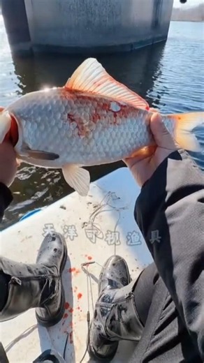 Best carp hunt catch with easiest trick!! part 3 #fishing #carp