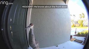 57K views · 444 reactions | What was that loud noise? No surprises here! Thanks to Ring, these homeowners found out exactly what all the ruckus was about at their front door without ever having to open it. | Ring | Facebook