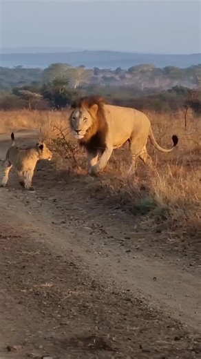 8.3K views · 115 reactions | Precious moment with The Pride ♥️女♥️女♥️ #lionfamily #lionpride #amazing #lion #lions #lionking #lioness #simba #littlelion #wild #cute #marek_lion_tiger_love #bigcats #africasafari #lioncubs #lovely #nature #wildlifephotography | Animal Time | Facebook