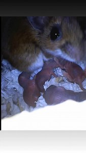 1.3K views · 122 reactions | MOUSE UPDATE: ‼️ I was able to recapture...