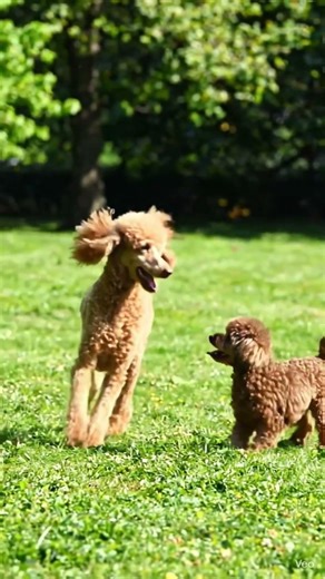 poodles playing together