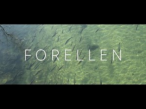 Lumix FZ2000 / FZ2500 / FZH1 / Handheld 4K Footage of Trout filmed on a River Bridge / Forellen / 4K