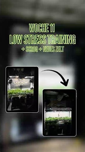 LST + Scrog in Woche 11 - Beste Kombi um effizient Fläche zu nutzen | Dutch Passion