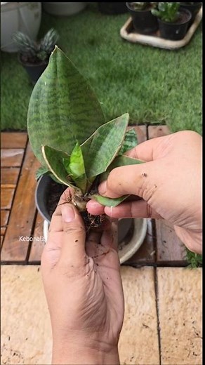​How to Propagate Your Snake Plant Like a Pro! 🐍
