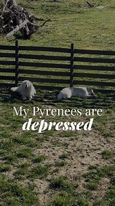 Our Pyrenees are working dogs, and currently have no livestock to protect! We do still have a few chickens over at the farmhouse, but because we don’t have a perimeter fence set up, the dogs can’t be amongst the birds (they’re in a separate fenced area) so they’re pretty bored. We’ve brought them over to our rental property for now. Definitely not a long term solution, but I figure they can at least “guard” us for a bit to help get their itches scratched. In other news, I spoke to one of my neig