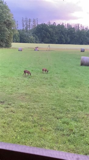 Roe deer🦌🌲 #naturephotography #hunter #naturelover #foryoupage #les #priroda #foryou #motivation #naturevibes🌿 #hunterlife #naturevibes #nature #wildlife #wild #forest #hunterlifestyle #forestry #forestlife ##hunt
