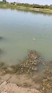 Baliq ovi 2021 // baliqchlar, Sazan, Laqqa,