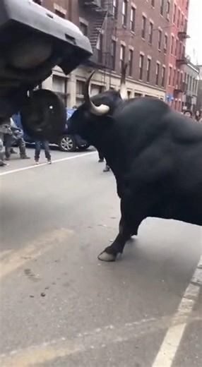 Out of Control Cow Lifts a Car & Chases People | Shocking Video #oho #posaidon #oofos