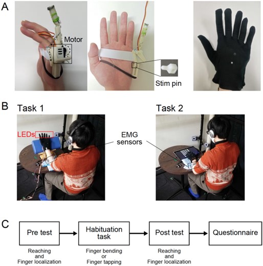 Bodily ownership of an independent supernumerary limb: an exploratory study - Scientific Reports