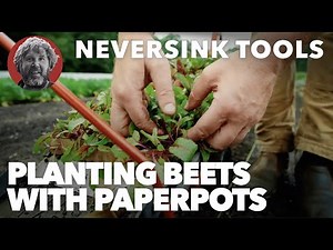 Planting Beets with the Paperpot Transplanter