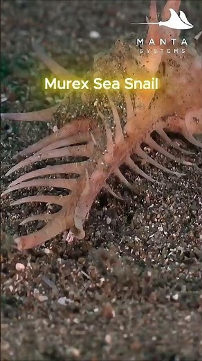 Meet the Murex Sea Snail
