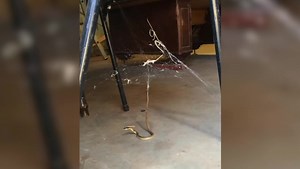 Snakes are a sneaky species that love to hide and spring out at their prey! Occasionally, snakes find themselves hidden in our homes, which is always a shocking discovery. Whether you’ve had a close call with a snake or not, these videos will show you just how quickly things can go from average to lethal, especially with the terrifying risk of just one venomous and fatal bite. But as scary as snakes may appear to us, this footage also reveals that when managed professionally, they are quite doci