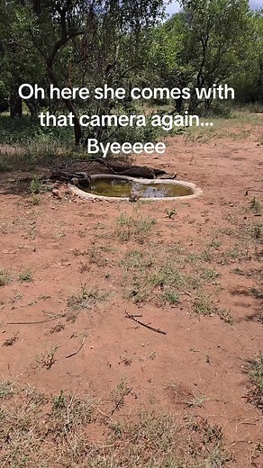 #EnergiKuatTiapLangkah You cam run but not hide from me Mrs Leopard Tortoise lol. #anotherdayinafrica #liveamongthewild #bushproblems #africa #tortoise