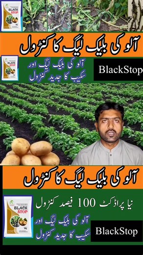 1.4K views · 12 reactions | How to control Blackleg disease of potato...