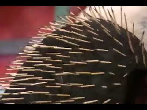 Zoboomafoo: Families