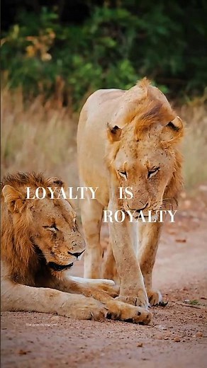 Kings of the Savannah: A Bond Like No Other 🦁✨| 4K Cinematic Lions #Shorts #lion
