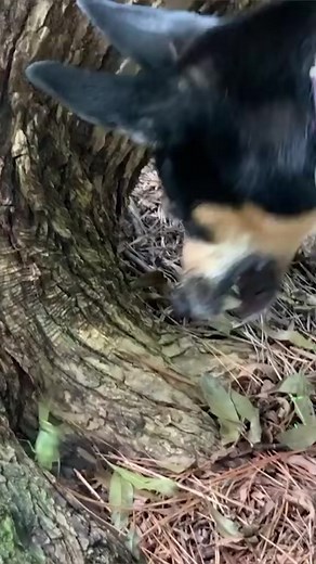 Who would in Karate Mantis or Dodgy Dog #ozzymanreviews #ozzyman #dog #fyp #fypシ #foryoupage #doggo #doglover #dogsoftiktok | Ozzzymann Reviews