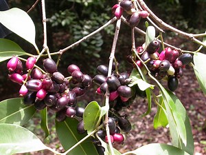 जामुन के फायदे - जामुन के पत्ते, सिरका, बीज के फायदे | Jamun Benefits in Hindi