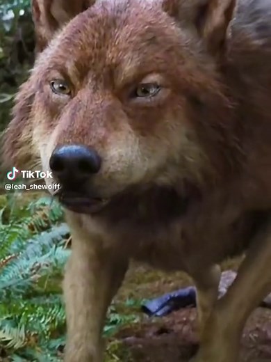 Jacob Black Twilight Wolf Edit Compilation