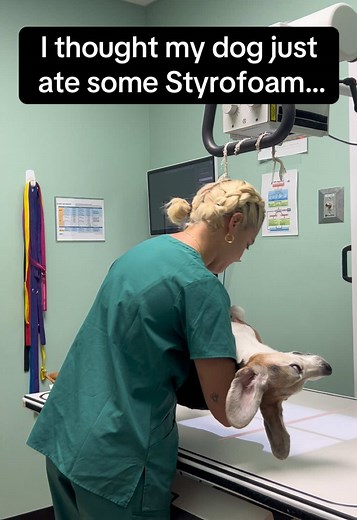 Emergency Surgery for My Dog: A Shocking Discovery