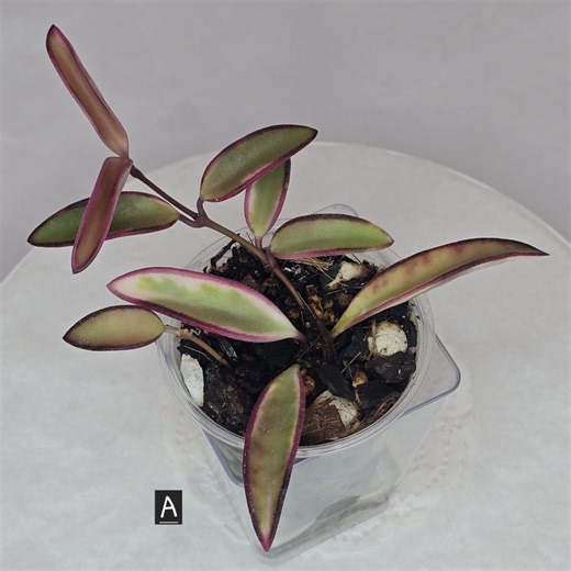 Hoya Lori Lyn (A) | Rooted Plant in 3oz Cup | Exact Plant - Etsy