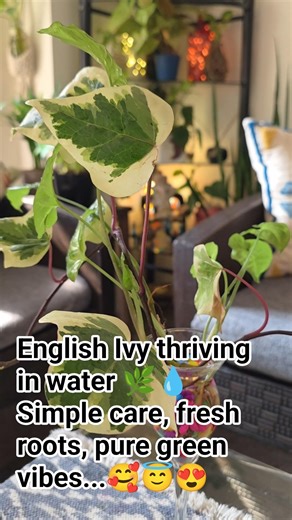 English Ivy Growing in Water💧🌿 | Easy Hydroponic Care Tips for Healthy Growth #plants #englishivy#yt